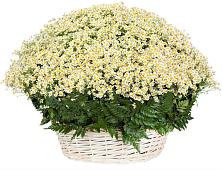 Цветочная композиция из Ромашки в корзине #REPLACE_PRED# Северном