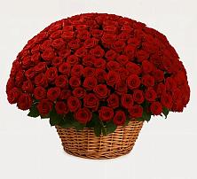 Премиум букет из: Розы в Северном